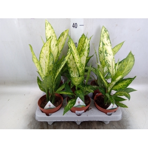 Dieffenbachia  'Vesuvius'