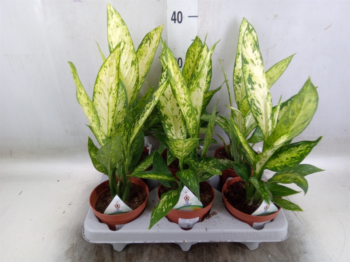 <h4>Dieffenbachia  'Vesuvius'</h4>