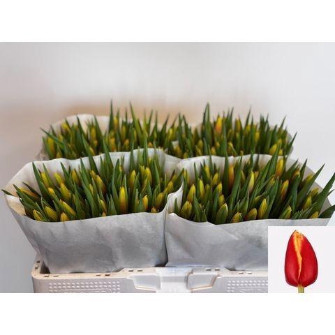 <h4>TU EN JAN SEIGNETTE</h4>