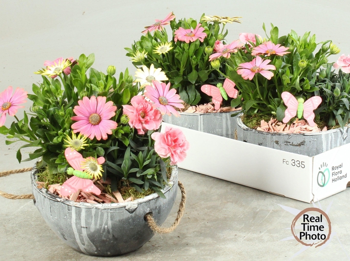 <h4>ARR TUINPLANTEN</h4>