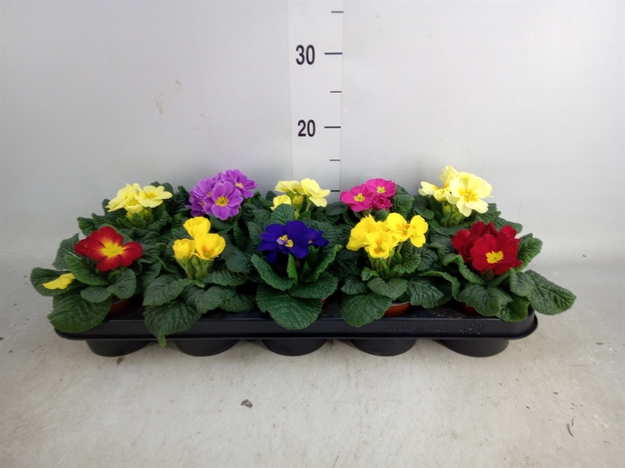 <h4>Primula ac.   ...mix</h4>