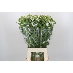Oxypetalum Coeruleum 'perfect White Harmony'