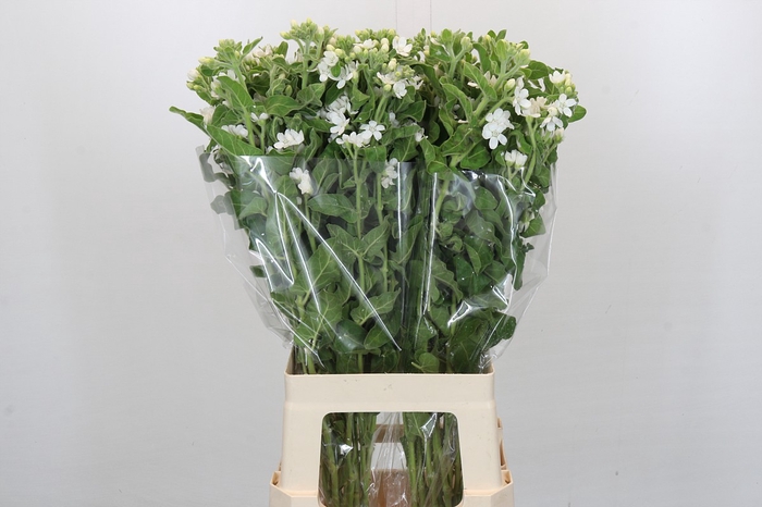 <h4>Oxypetalum Coeruleum 'perfect White Harmony'</h4>