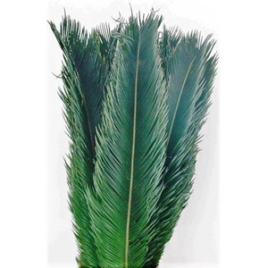 CYCAS REVOLUTA CM 60