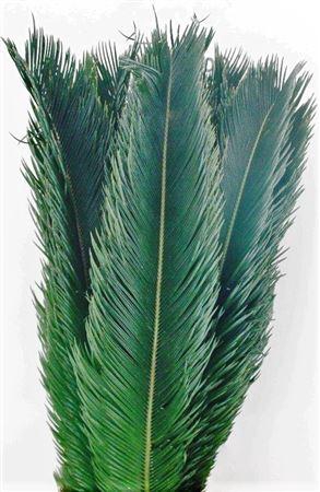 <h4>CYCAS REVOLUTA CM 60</h4>