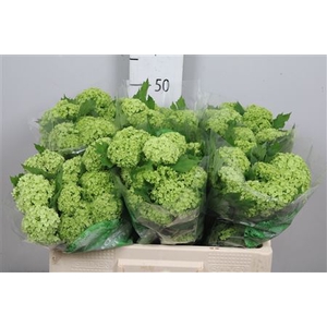 Viburnum Roseum St 2 Bal