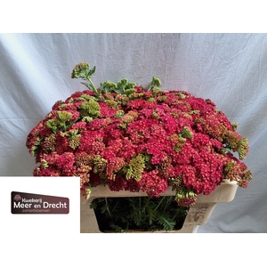 Achillea Summerwine Meer en Drecht