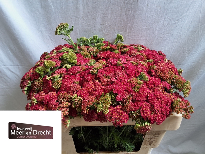 <h4>Achillea Summerwine Meer en Drecht</h4>