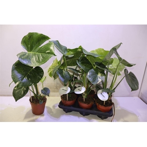 arr8 Monstera Del Thai Co