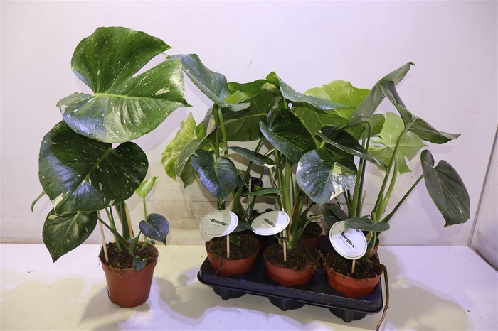 <h4>arr8 Monstera Del Thai Co</h4>