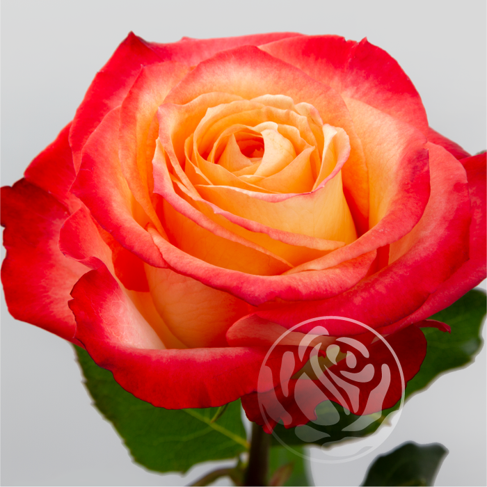 <h4>R GR CABERET Welyflor</h4>