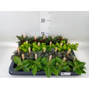 Peperomia   ...mix