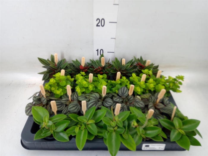 <h4>Peperomia   ...mix</h4>