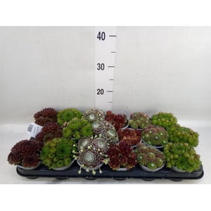 Sempervivum   ...mix