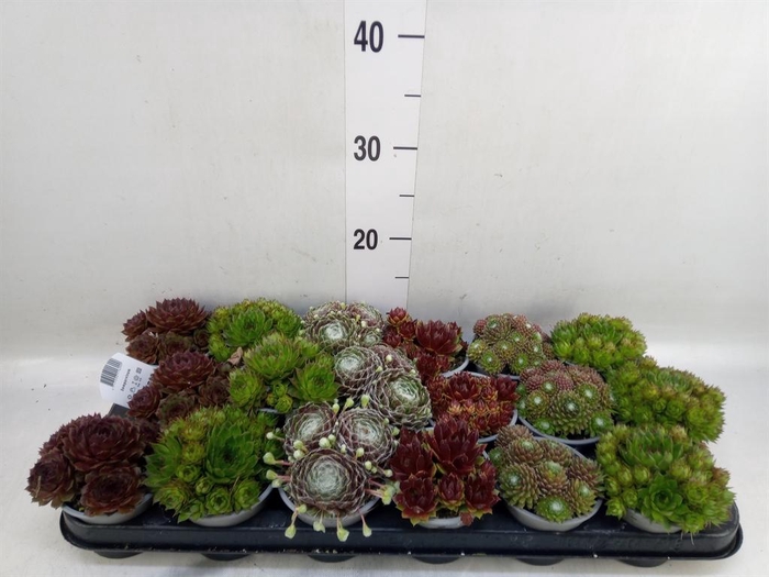 <h4>Sempervivum   ...mix</h4>