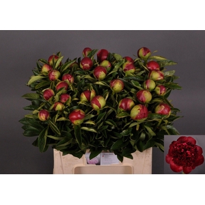 PAEONIA HYBR. 'RED CHARM'