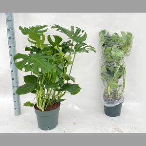 MONSTERA DELICIOSA