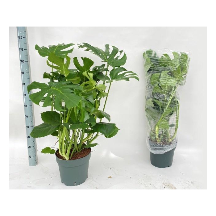 <h4>MONSTERA DELICIOSA</h4>