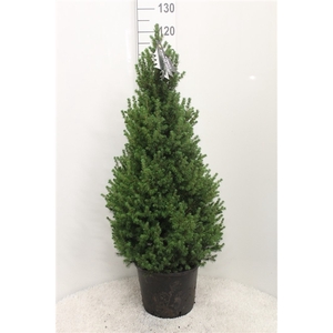 Picea glauca 'Conica' grijze pot P32 H120 potgedrukt