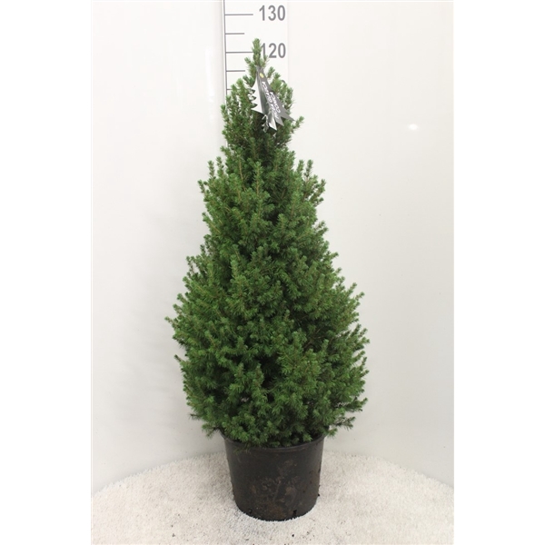 <h4>Picea glauca 'Conica' grijze pot P32 H120 potgedrukt</h4>