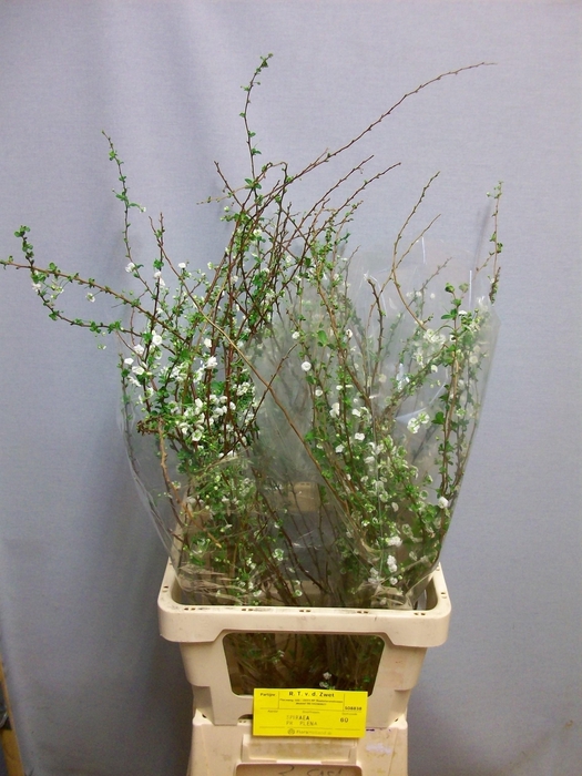 <h4>SPIR PRUN PLENA</h4>