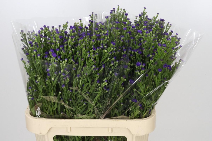 <h4>Aster Casamare</h4>