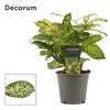 Dracaena Godsefiana 12 cm (Decorum)