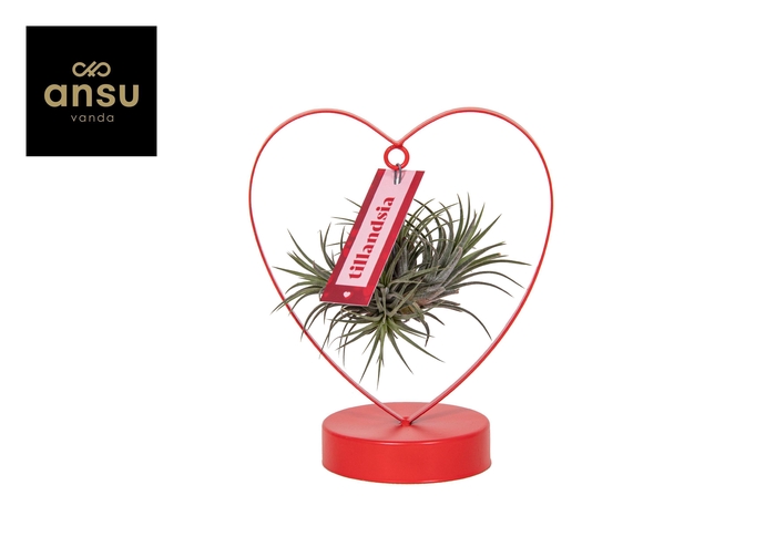<h4>Tillandsia Love Edition</h4>