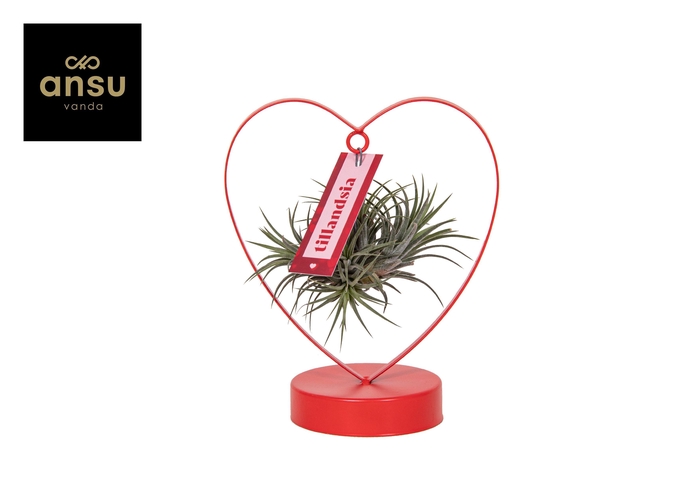 <h4>Tillandsia Love Edition</h4>
