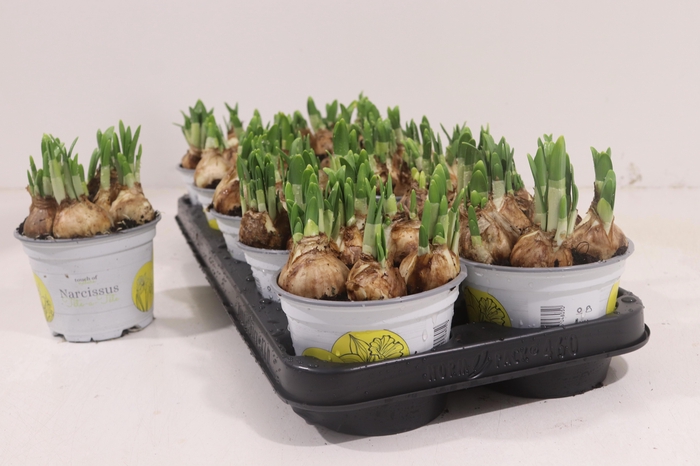 <h4>NARC O TETE A TETE</h4>