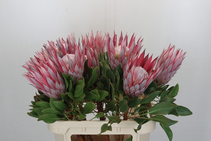 <h4>Protea Cynaroides</h4>