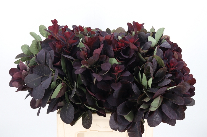 <h4>Cotinus Blad</h4>
