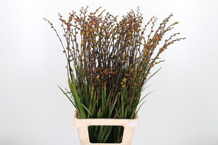 <h4>Crocosmia - Bes V Ba</h4>