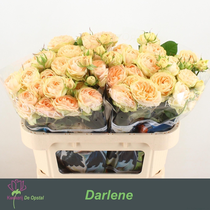 <h4>R TR DARLENE</h4>