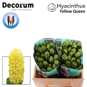 Hyac Yellow Queen 2x25