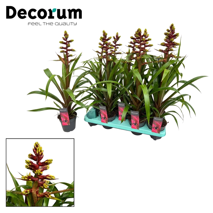 <h4>Guzmania Choco (Decorum)</h4>