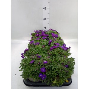 Aubrieta gracilis 'Kitte'