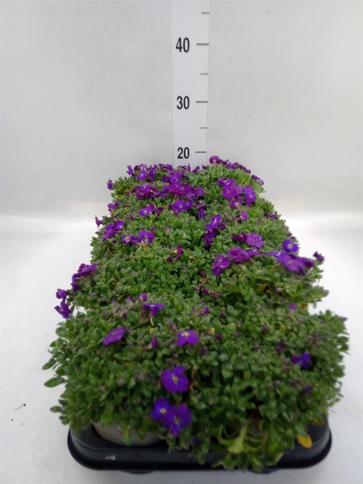 <h4>Aubrieta gracilis 'Kitte'</h4>