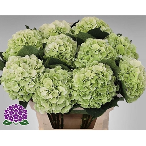 Hydr M Ch White Verena Cl
