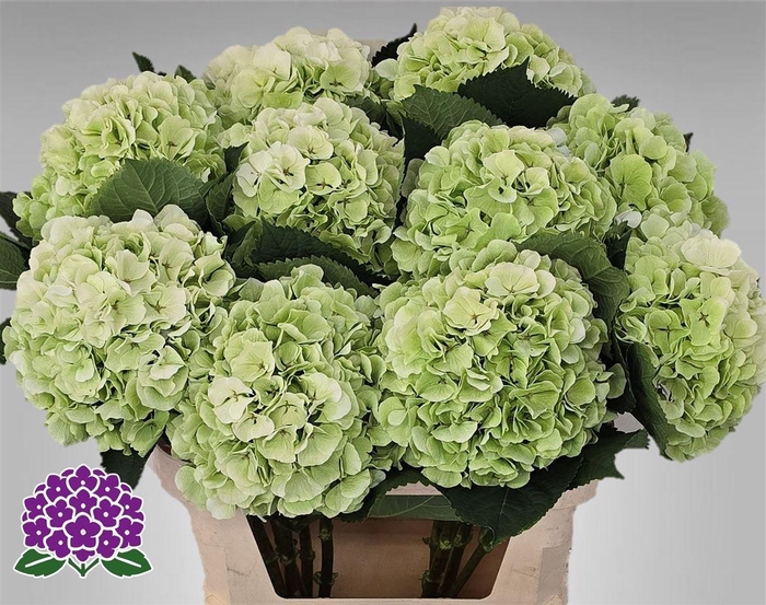 <h4>Hydr M Ch White Verena Cl</h4>