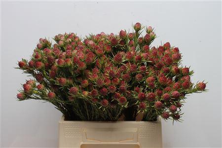 <h4>Leucad Jubilee Crown</h4>