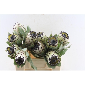 Protea M Sno Leopard