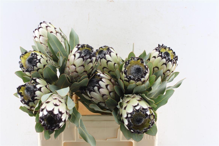 <h4>Protea M Sno Leopard</h4>