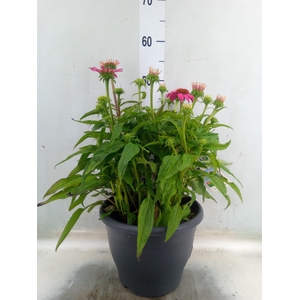 Echinacea purp. 'Powwow Wild Berry'