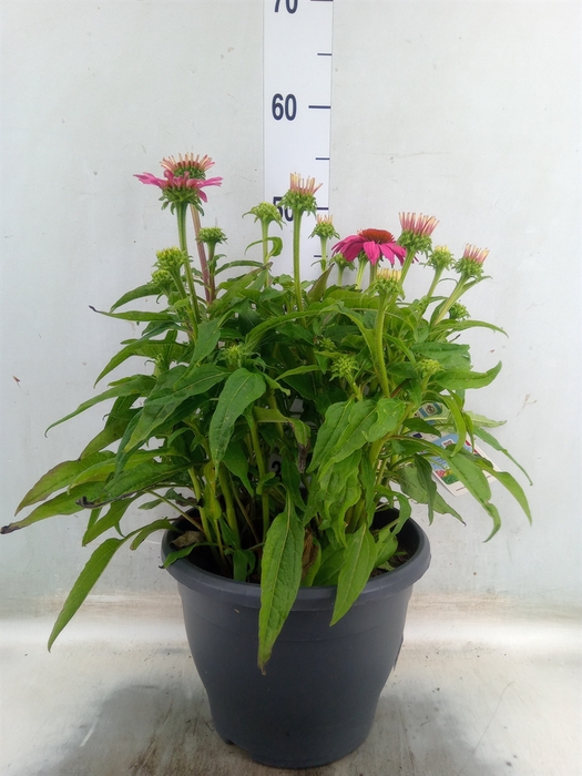 <h4>Echinacea purp. 'Powwow Wild Berry'</h4>