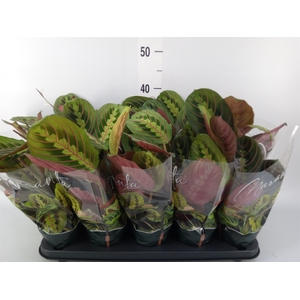 Maranta leuc. 'Fascinator'
