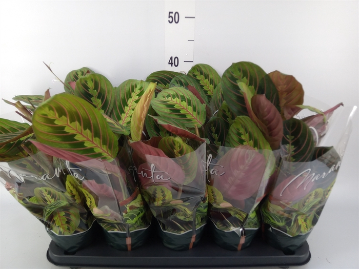 <h4>Maranta leuc. 'Fascinator'</h4>