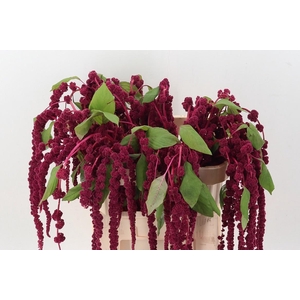 -Amaranthus Cau Red Cord