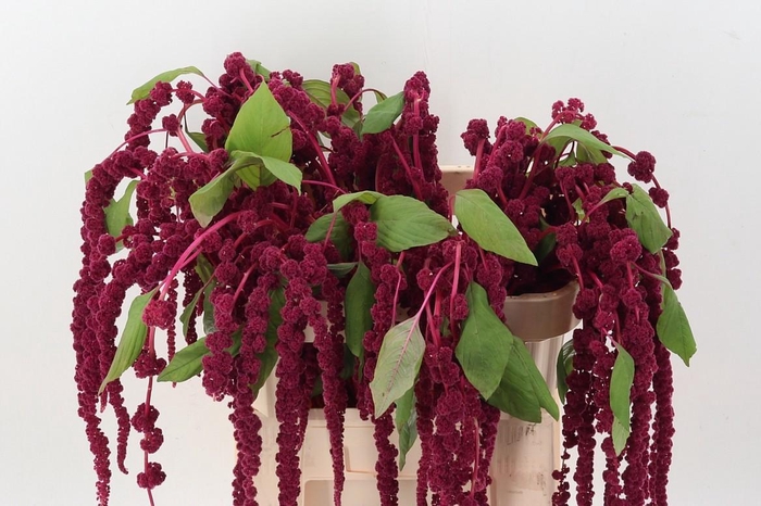 <h4>-Amaranthus Cau Red Cord</h4>