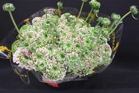 <h4>Cl Pon-pon Casper</h4>